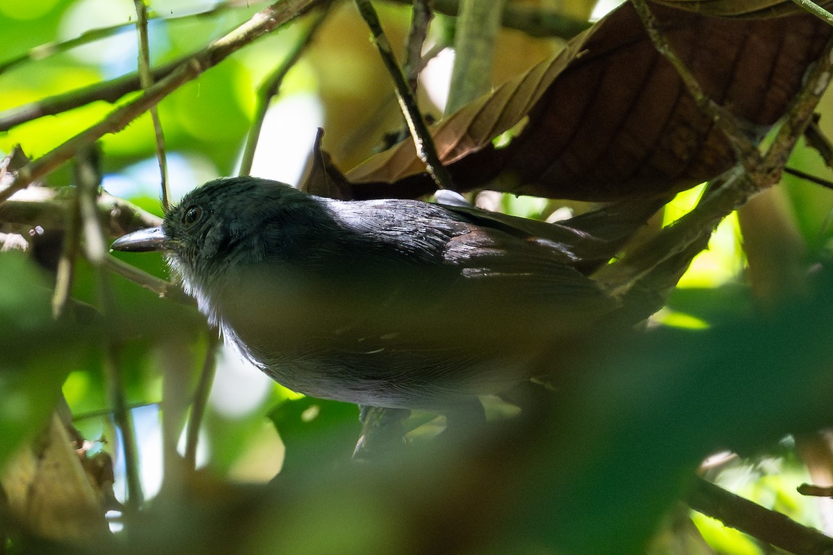 Mouse-colored Antshrike - ML643775655