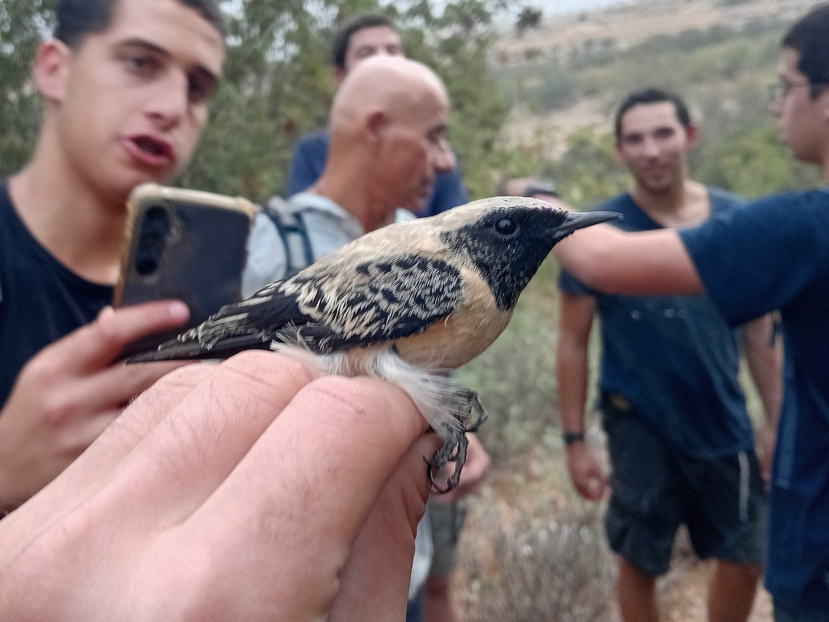 Eastern Black-eared Wheatear - ML643775665