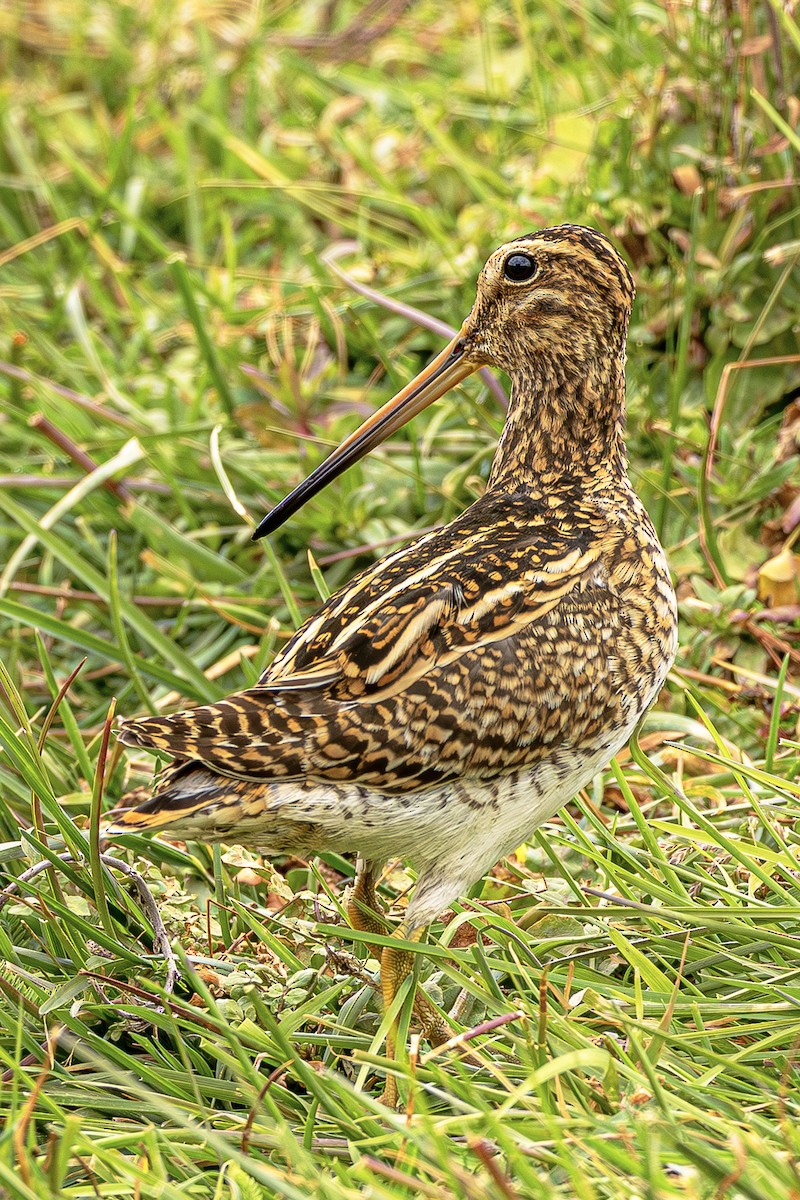Puna Snipe - ML643775671