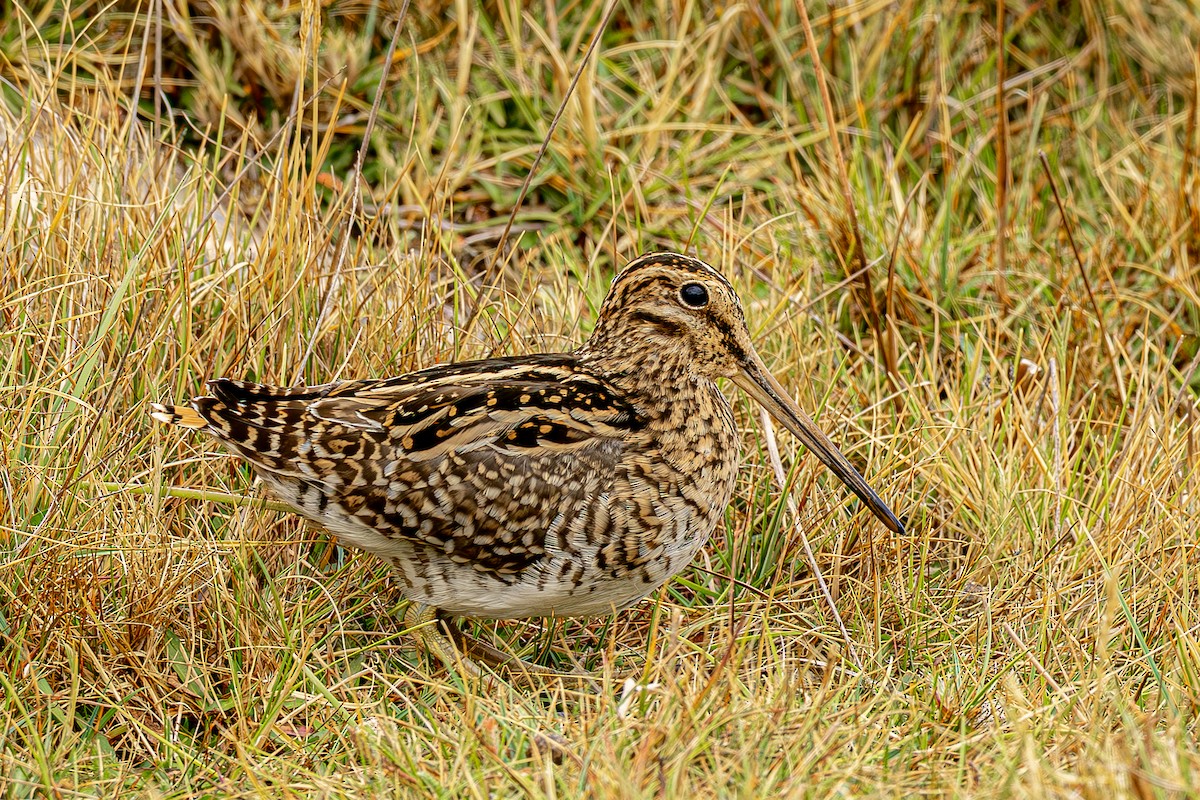 Puna Snipe - ML643775672