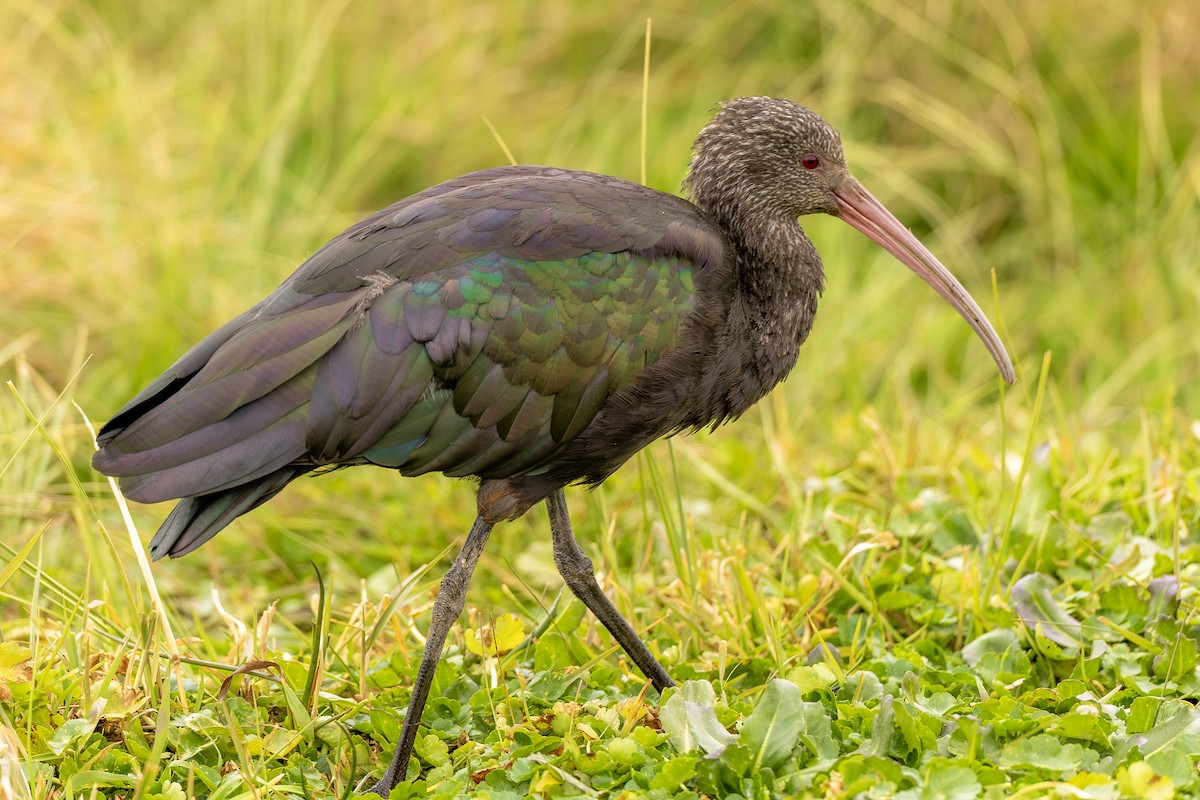 Puna Ibis - ML643775685