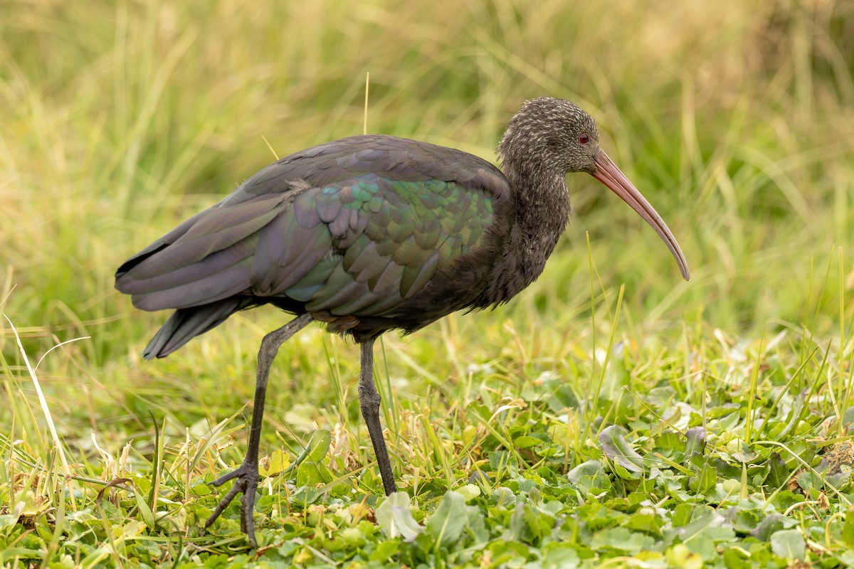 Puna Ibis - ML643775686