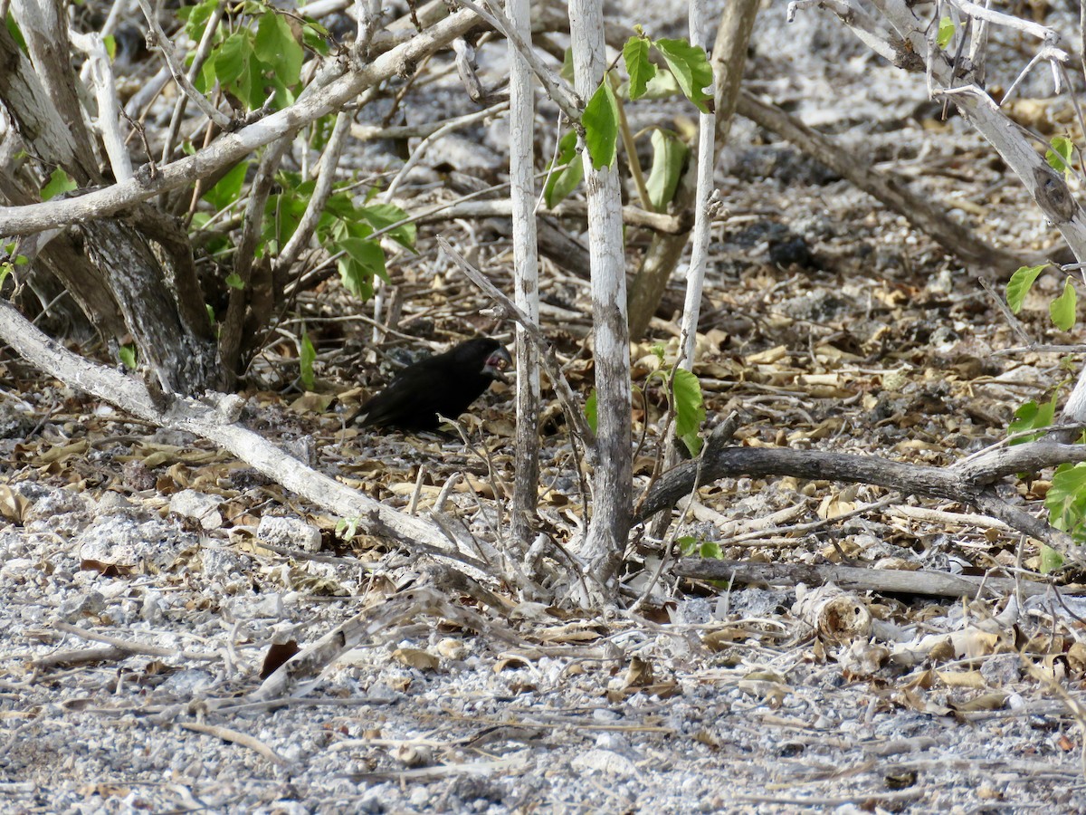 Large Ground-Finch - ML643775691