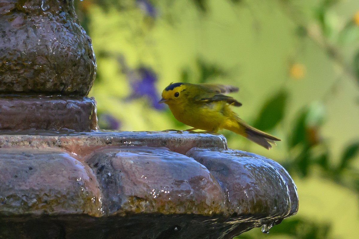 Wilson's Warbler - ML643775762