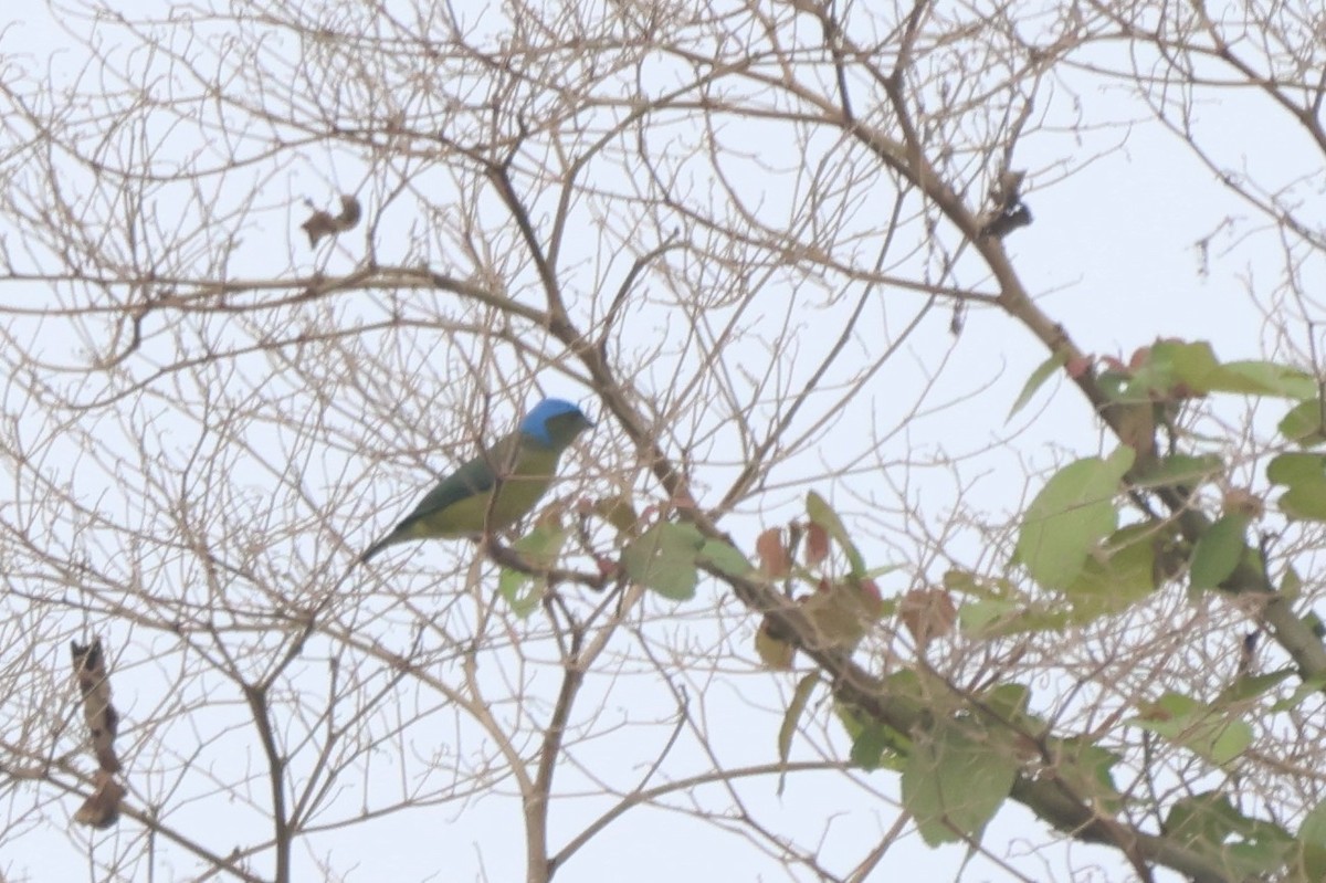 Golden-rumped Euphonia - ML643775776