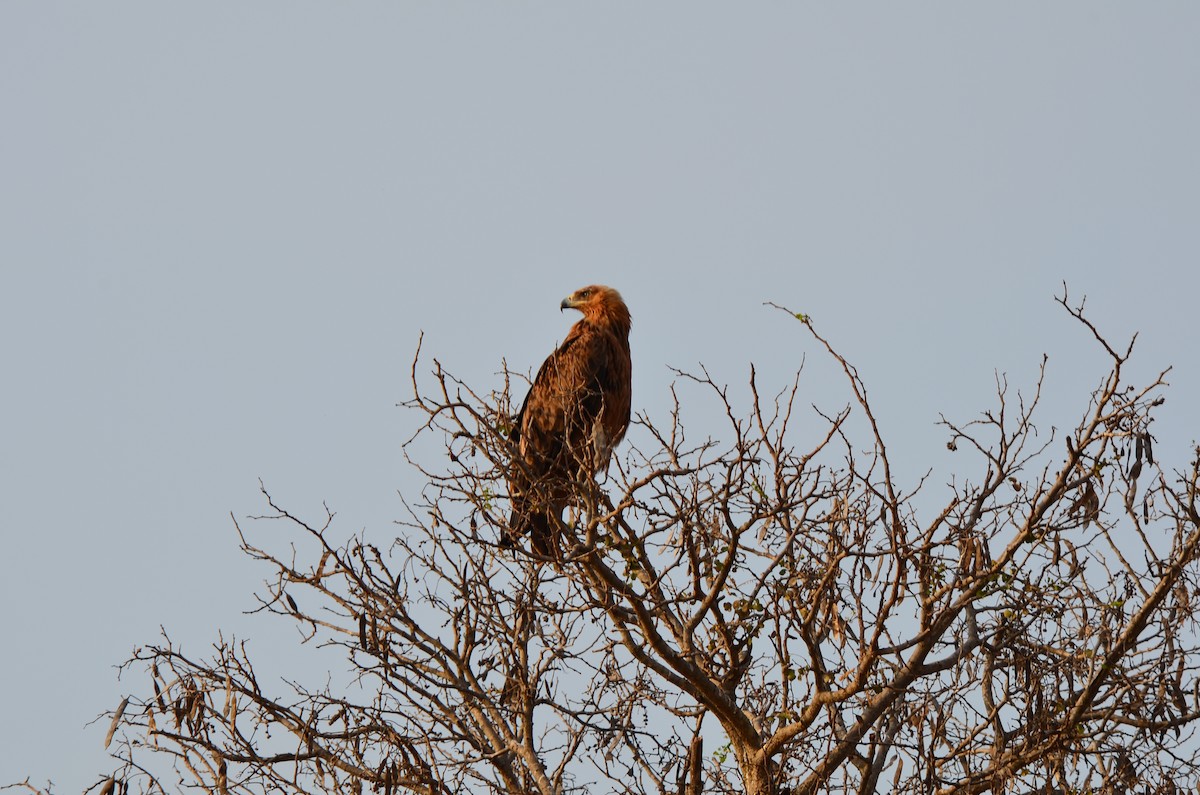 Tawny Eagle - ML643775791