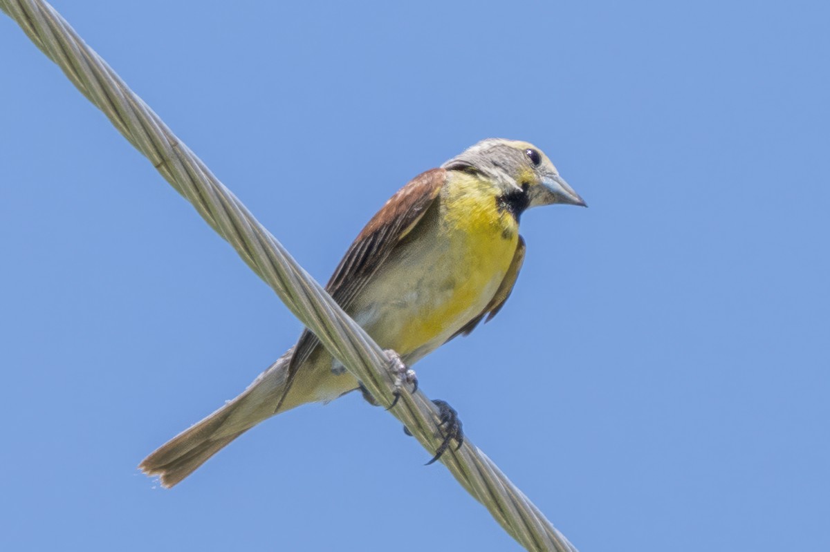 Dickcissel - ML643775843