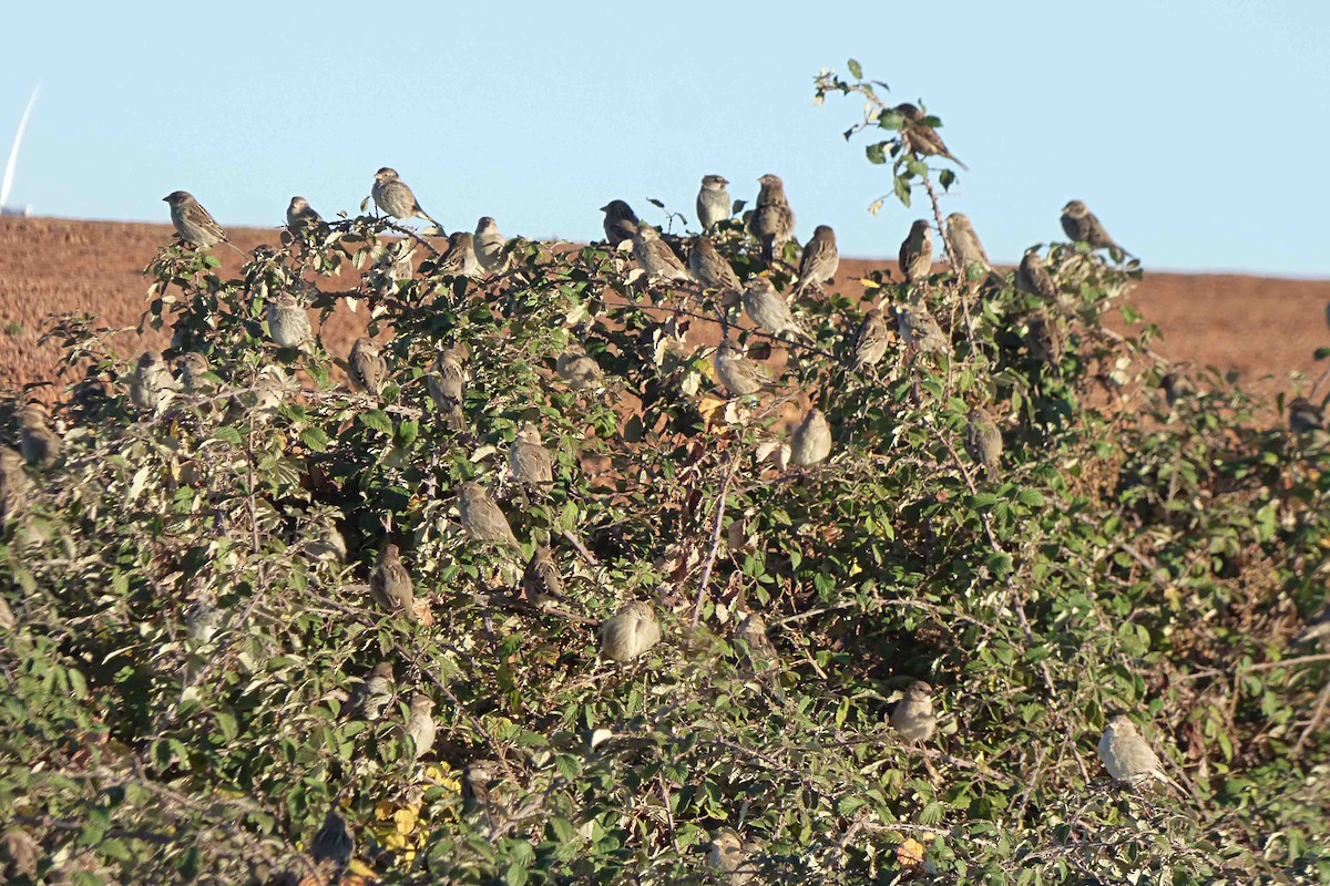 Spanish Sparrow - ML643775845