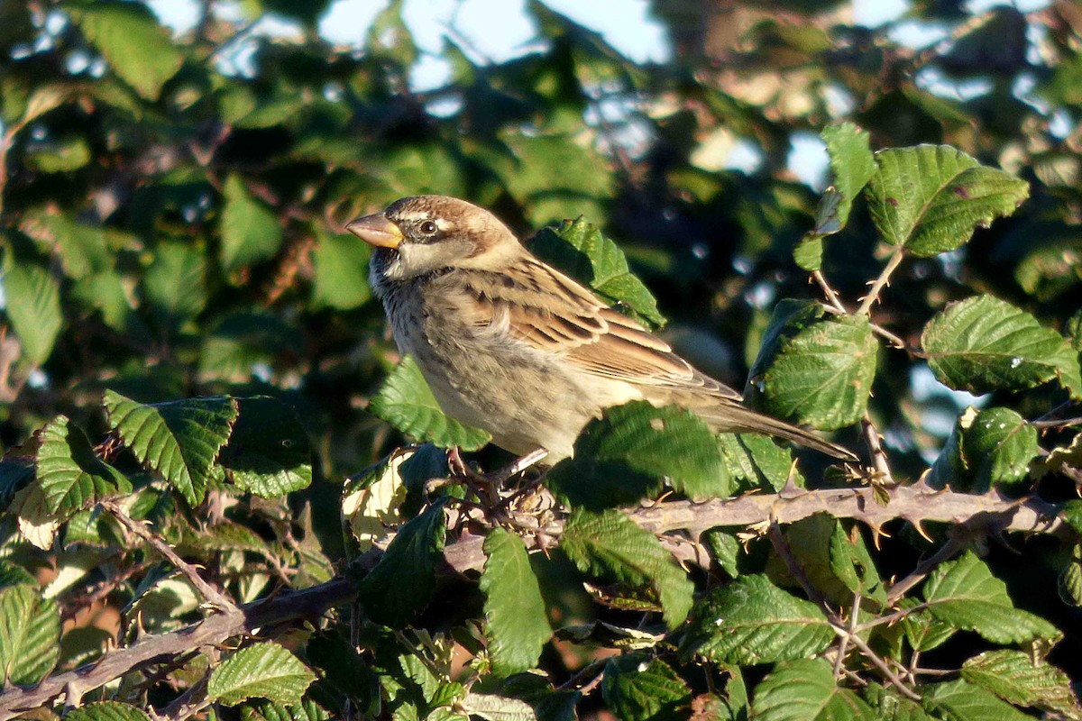 Spanish Sparrow - ML643775846