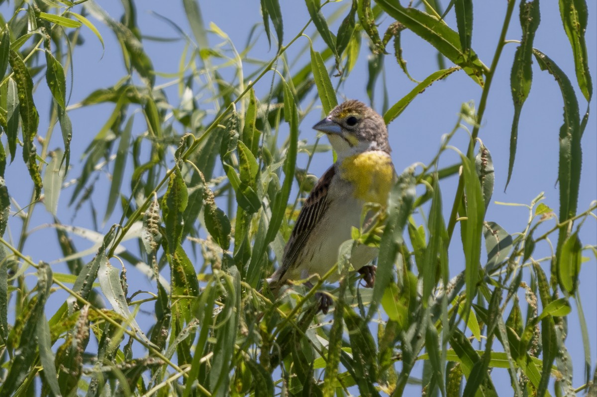 Dickcissel - ML643775849
