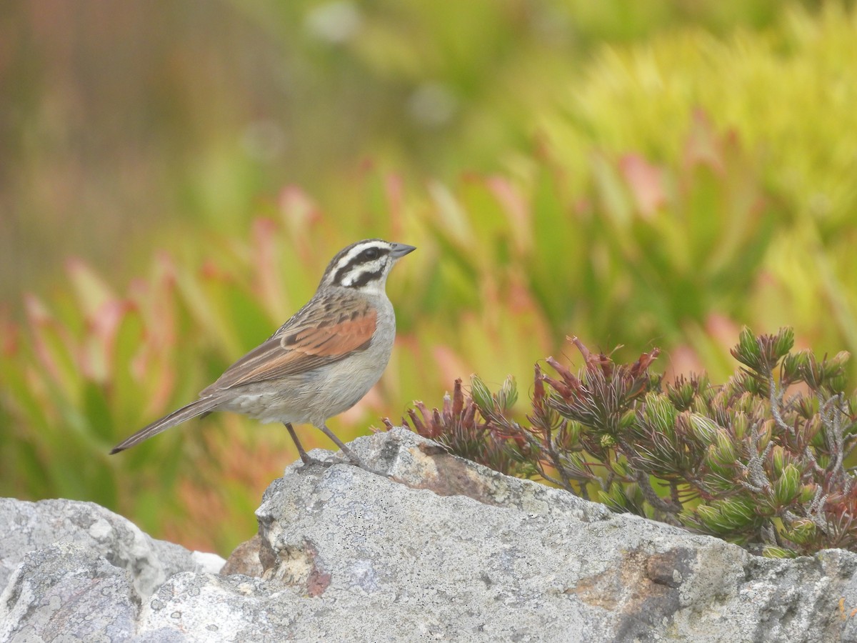 kappspurv - ML643775851