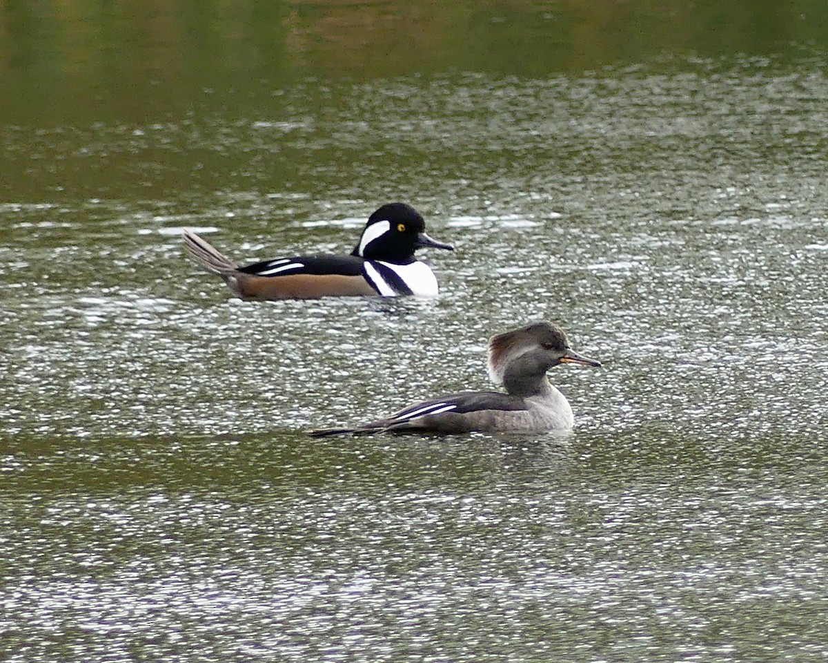 Hooded Merganser - ML643775863
