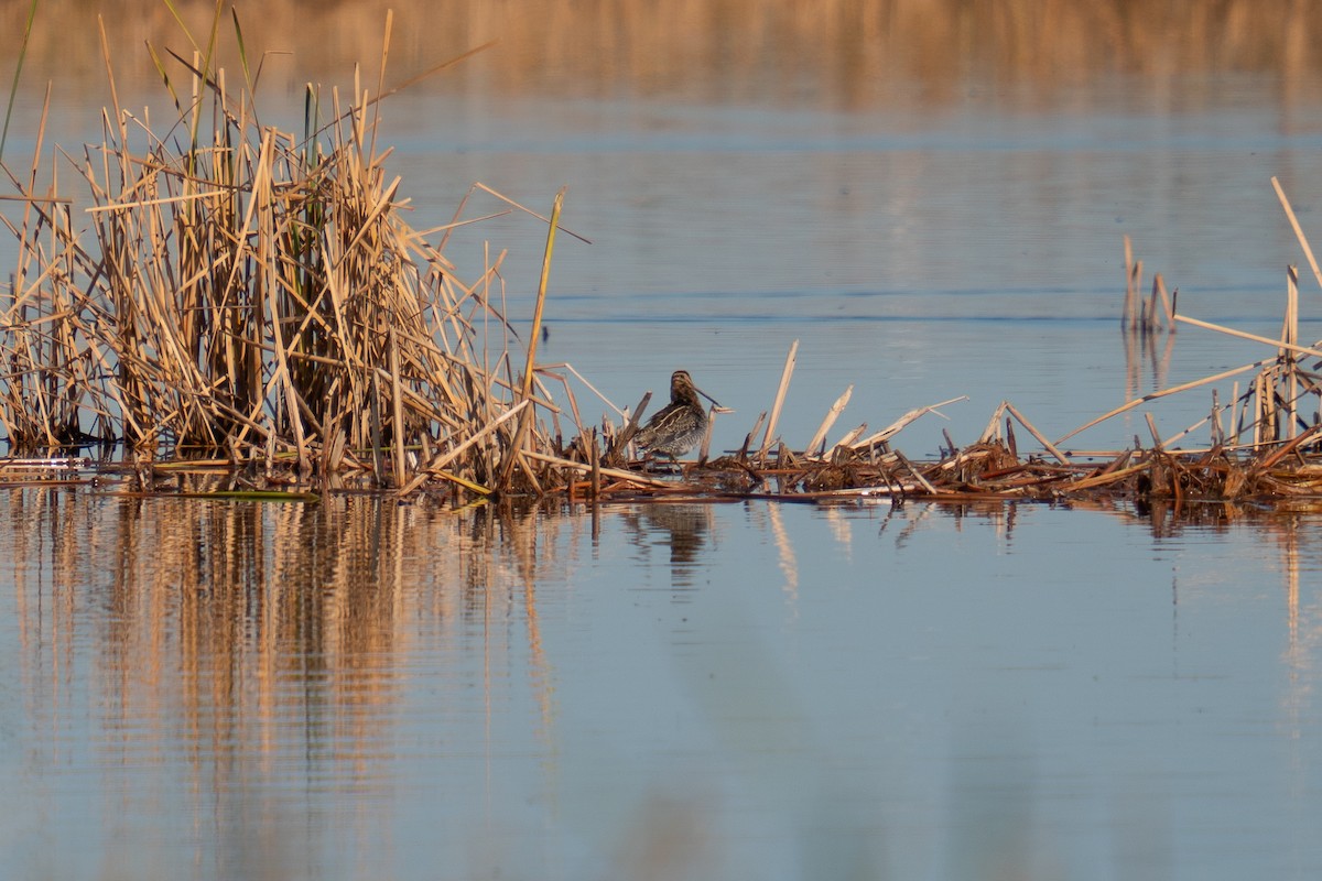 kanadabekkasin - ML643775865