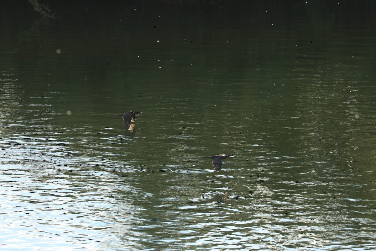 Reed Cormorant - ML643775877