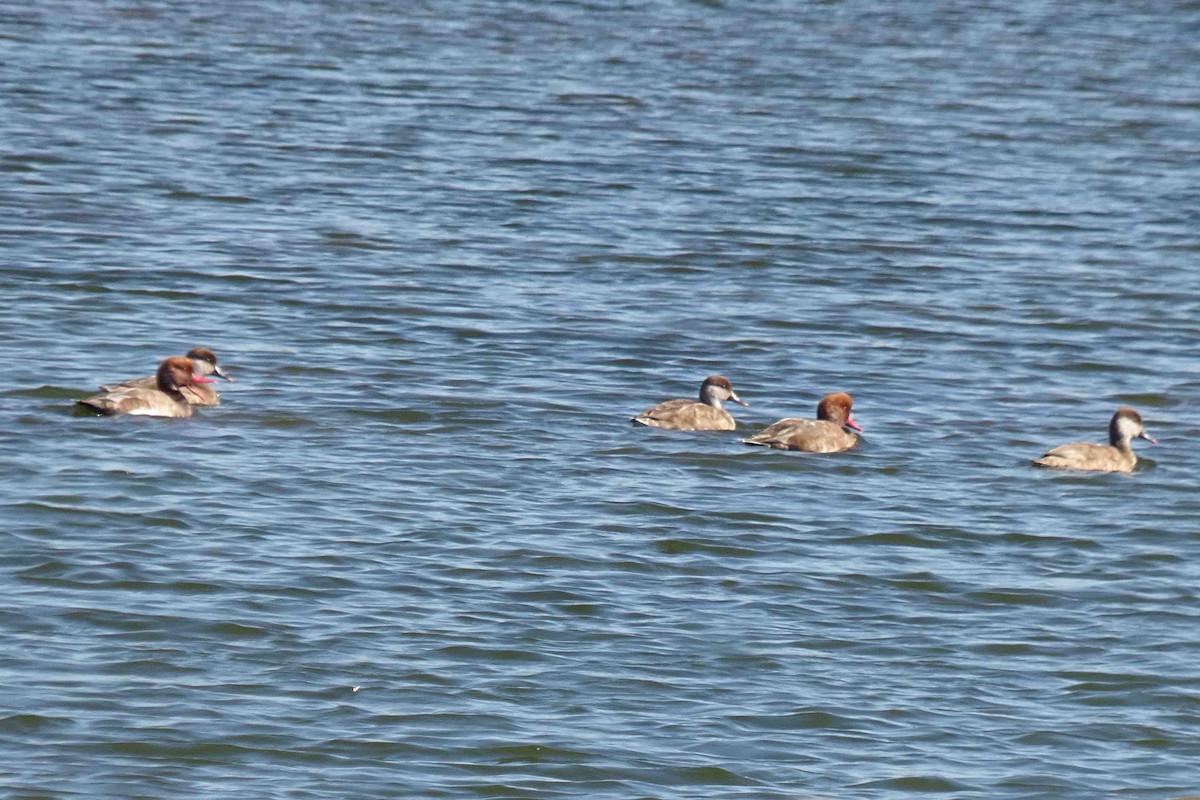 Улаан хошуут биваан - ML643775880