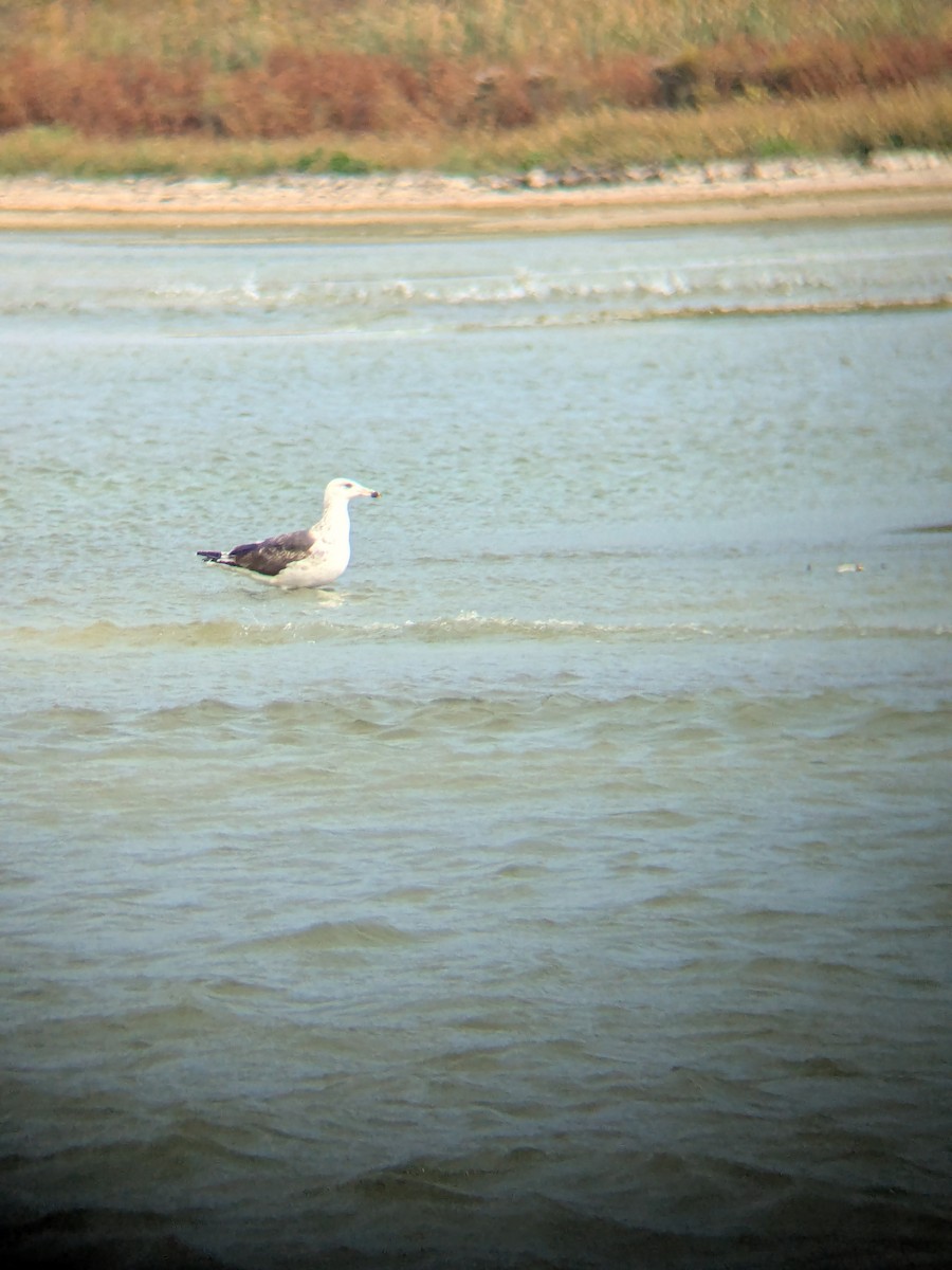 Great Black-backed Gull - ML643775882
