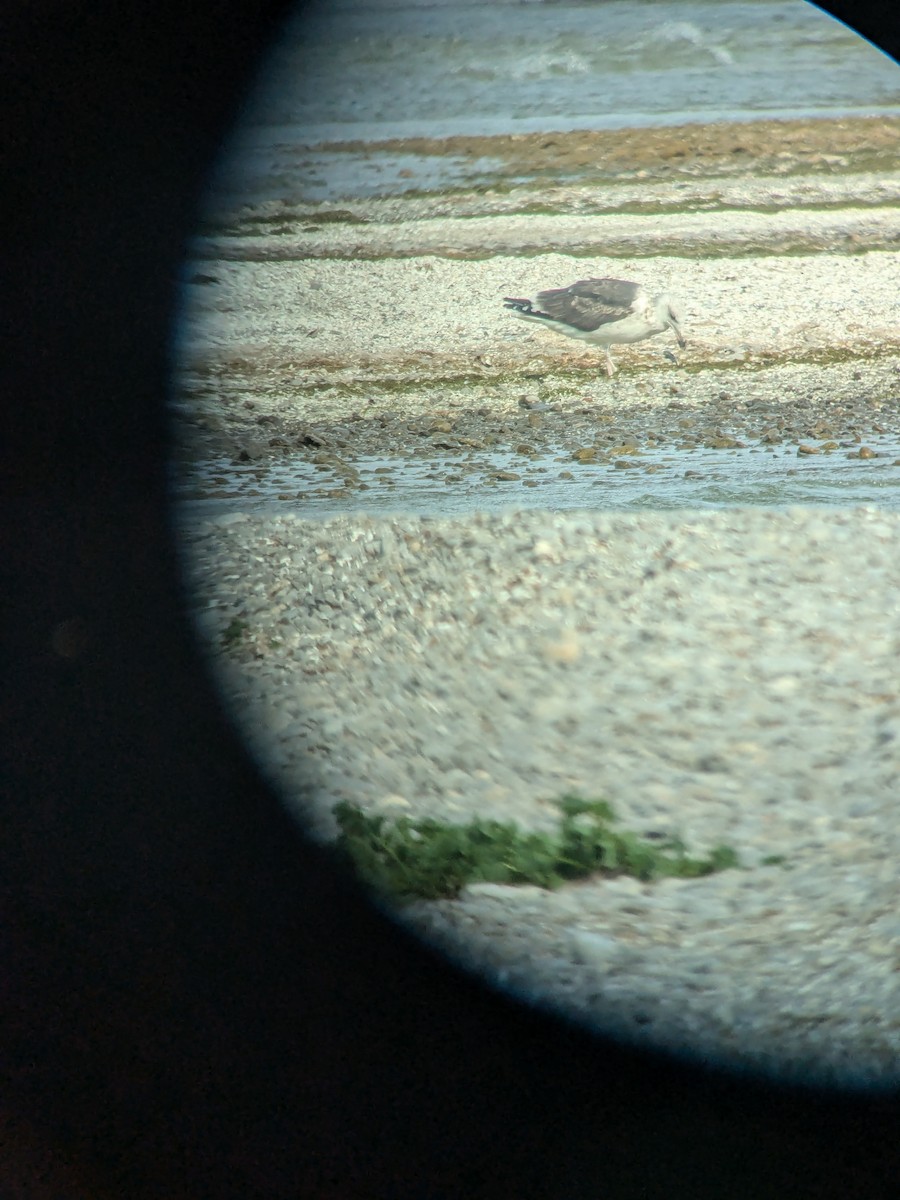 Great Black-backed Gull - ML643775883