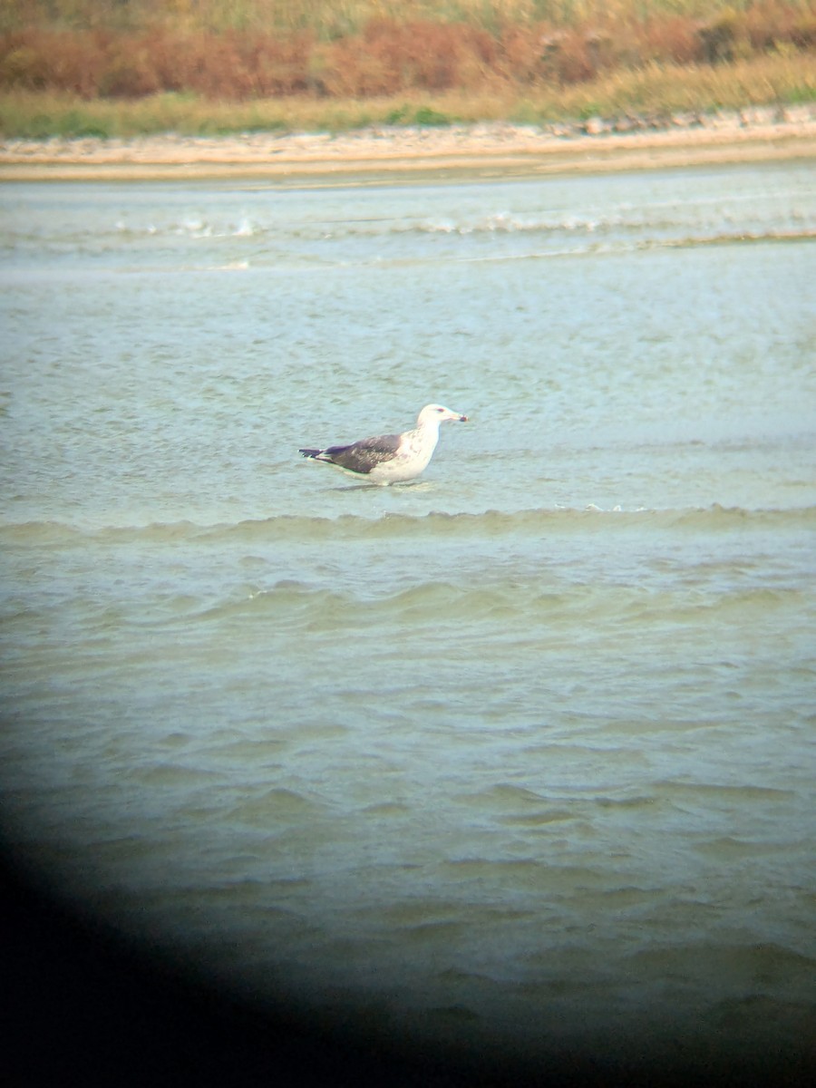 Great Black-backed Gull - ML643775884