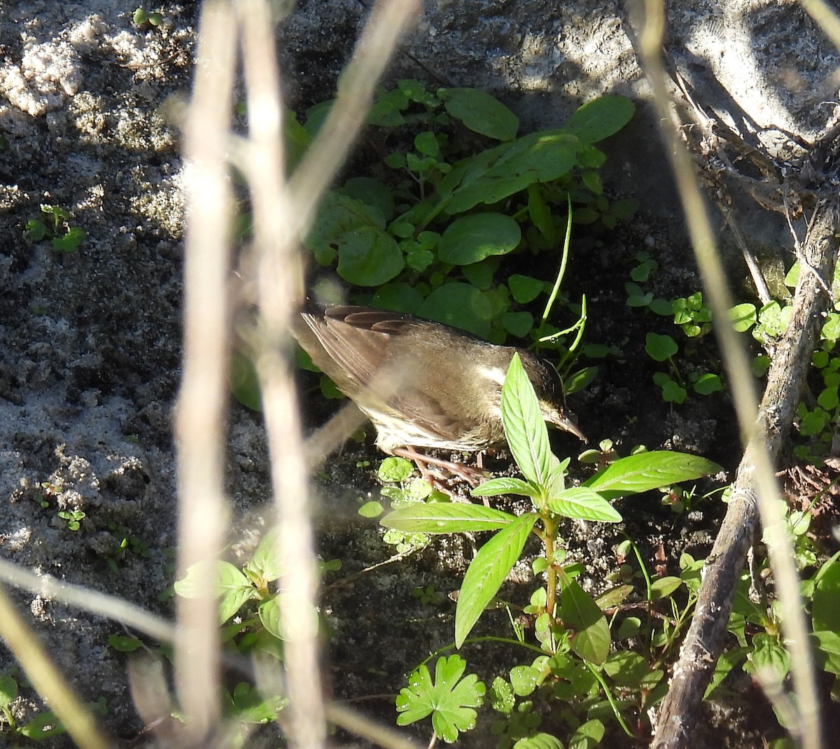Northern Waterthrush - ML643775896