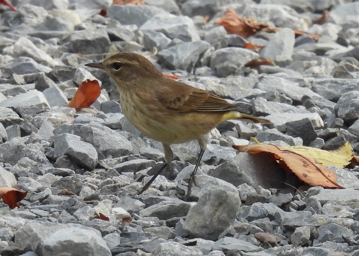 Palmenwaldsänger - ML643775901