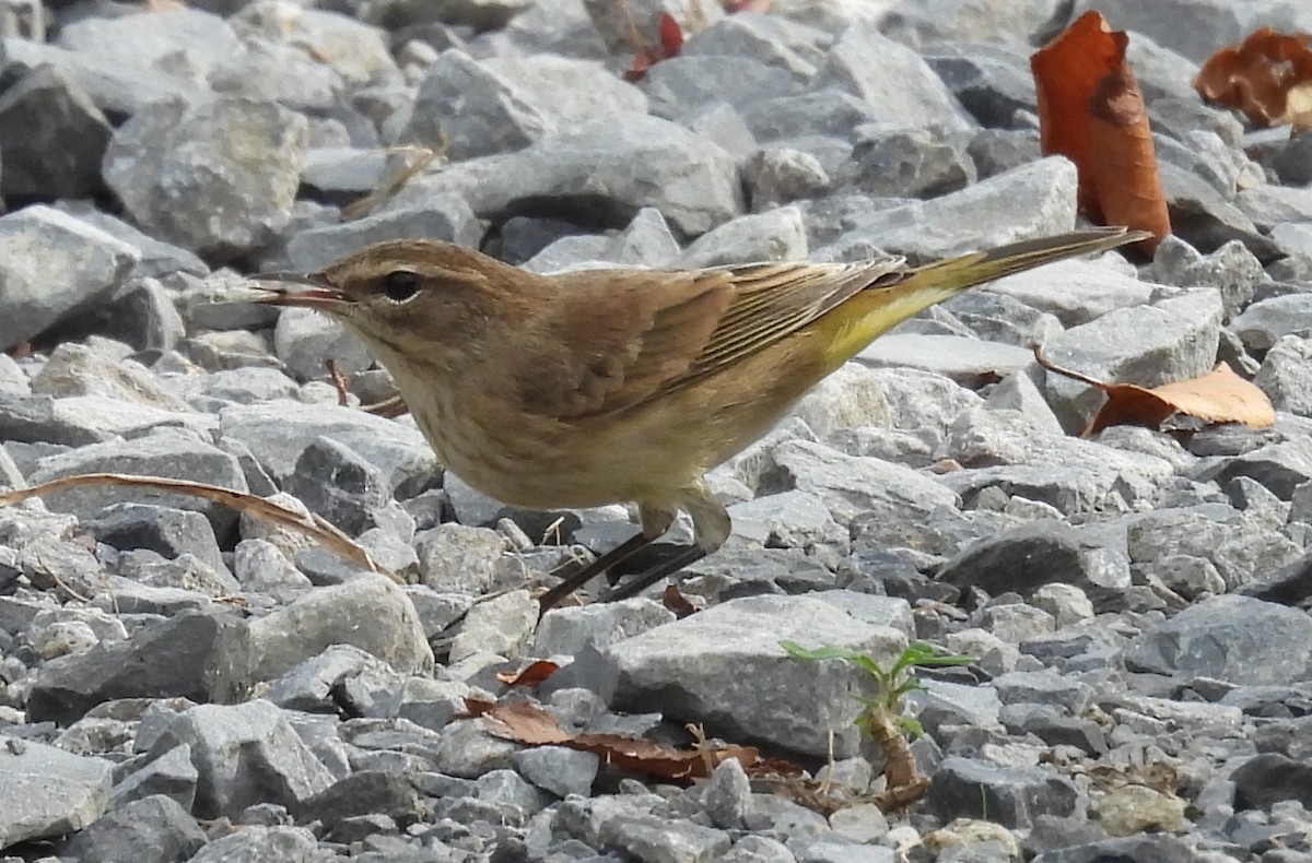 Palmenwaldsänger - ML643775902