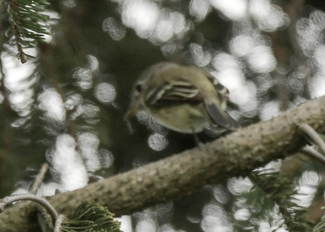 Least Flycatcher - ML643775913