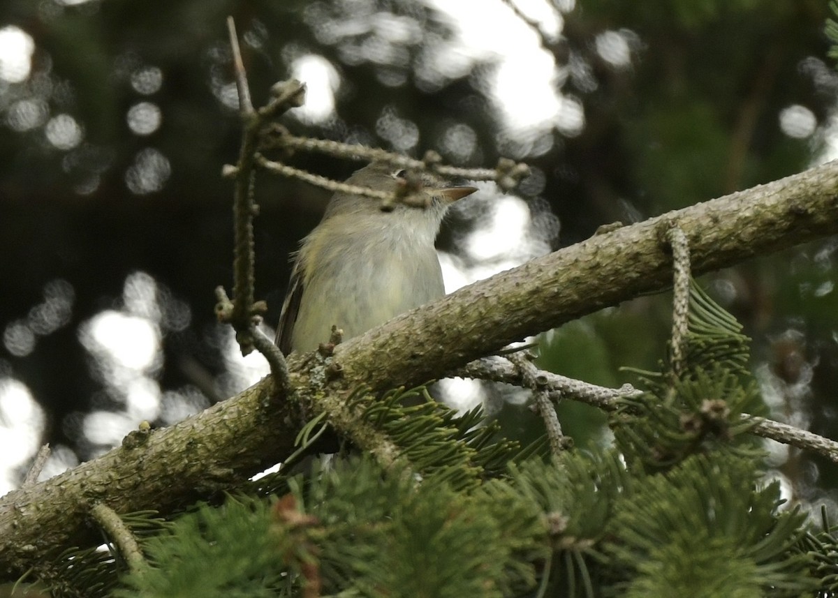 Least Flycatcher - ML643775914