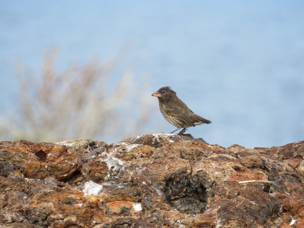 ヘノベササボテンフィンチ - ML643775918