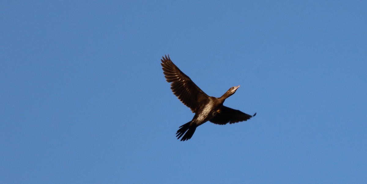 Pygmy Cormorant - ML643775923