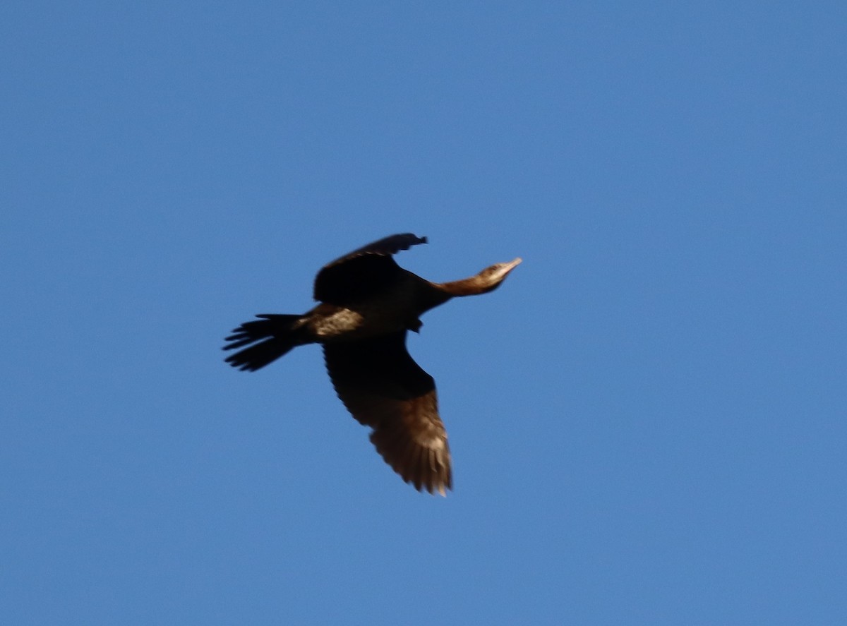 Pygmy Cormorant - ML643775924