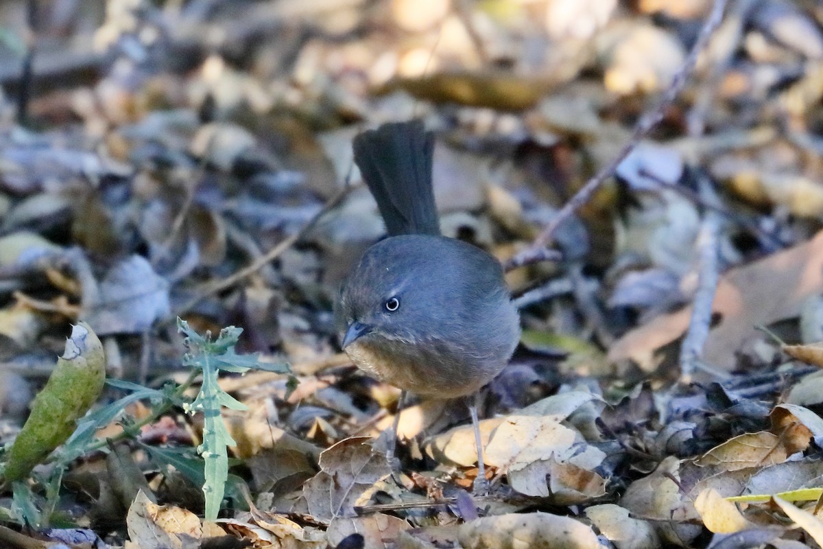 Wrentit - ML643775925