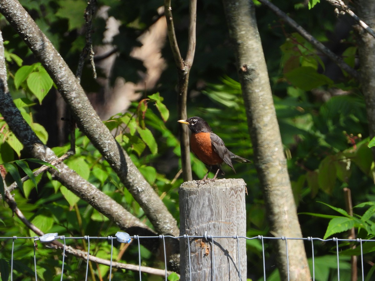 American Robin - ML643775926
