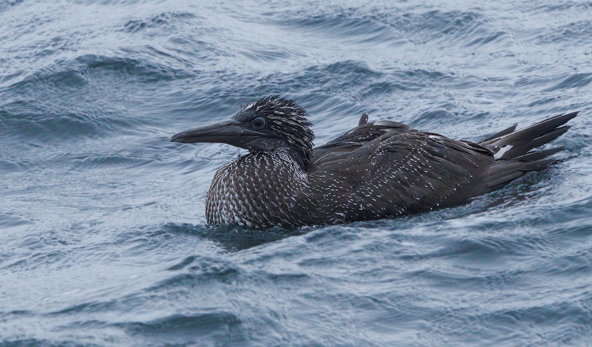 Northern Gannet - ML643775929