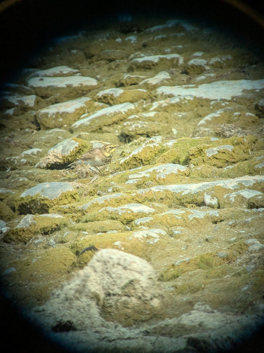 Horned Lark - ML643775931