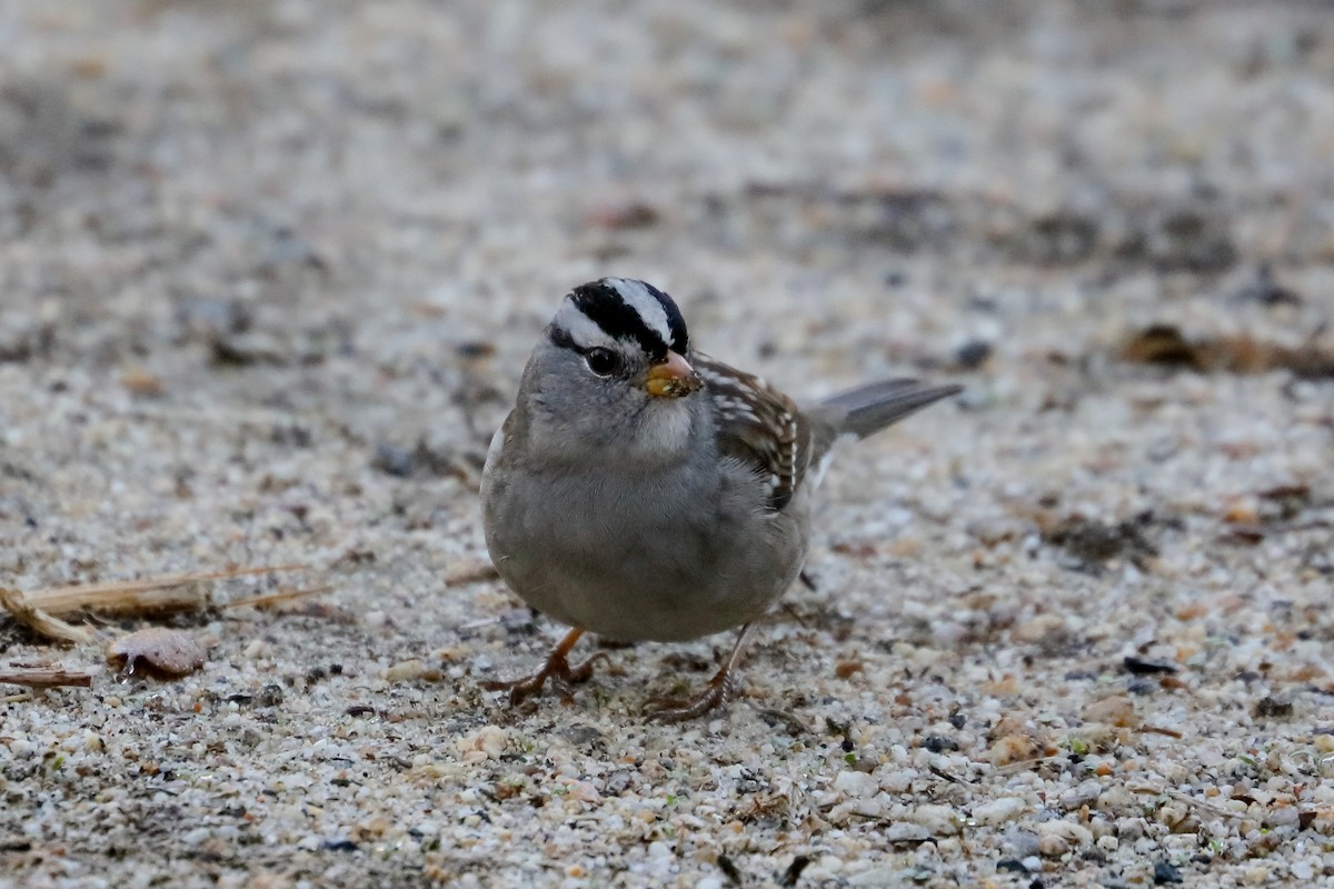 White-crowned Sparrow - ML643775942