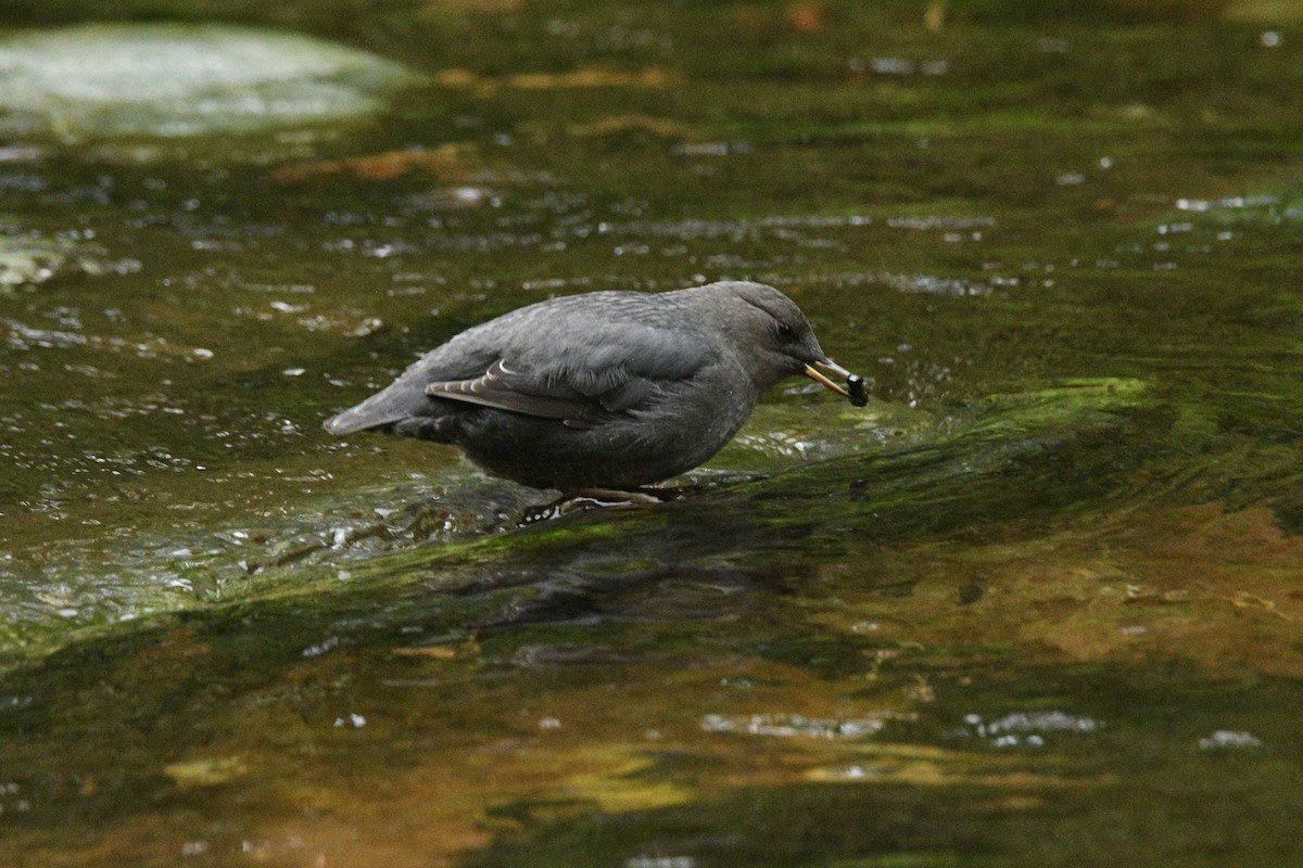 American Dipper - ML643775943