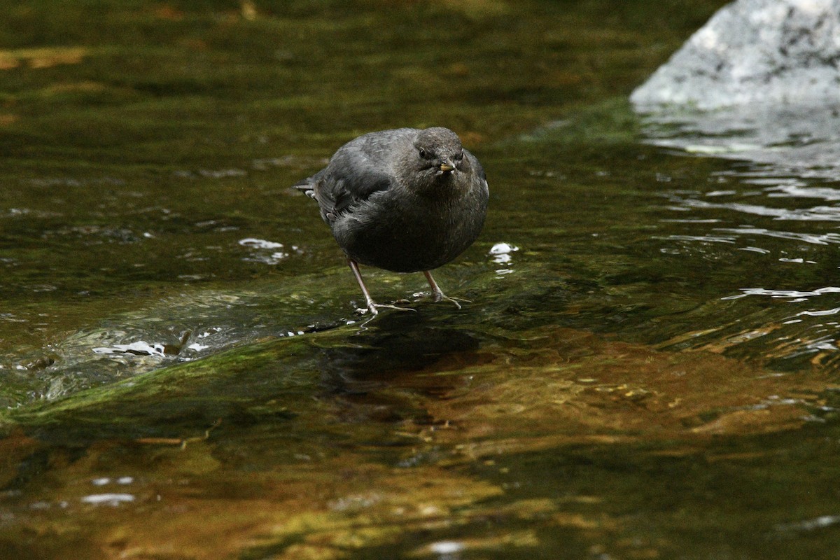 American Dipper - ML643775944