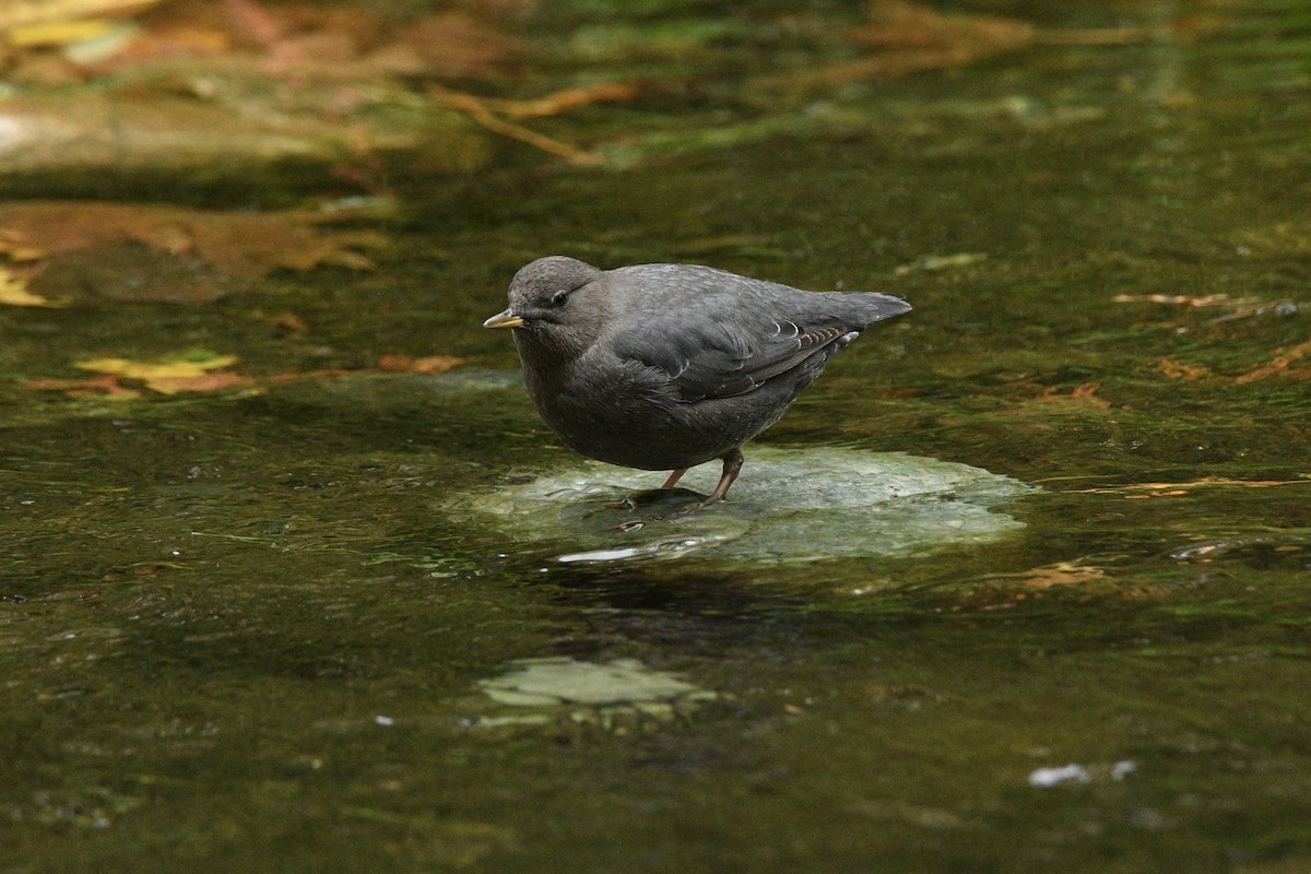 American Dipper - ML643775945