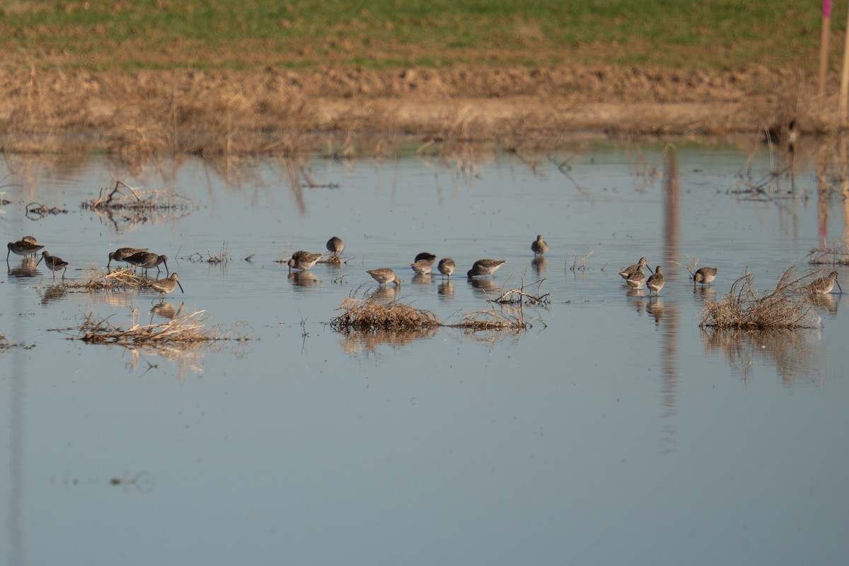 Long-billed Dowitcher - ML643775946