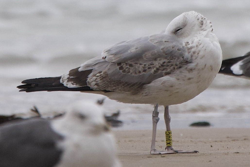 Caspian Gull - ML643775947