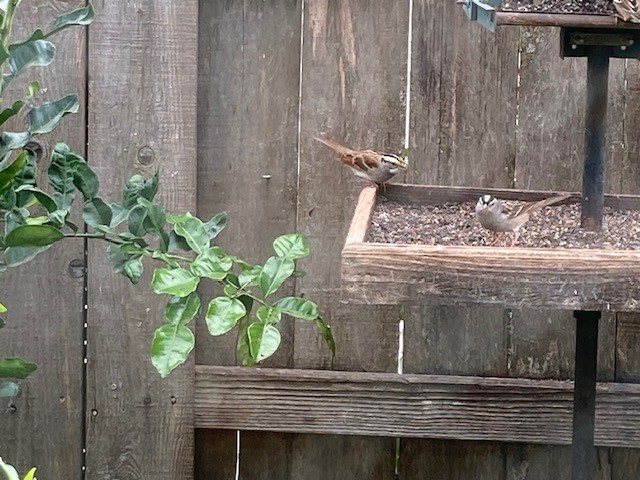White-crowned Sparrow - ML643775948