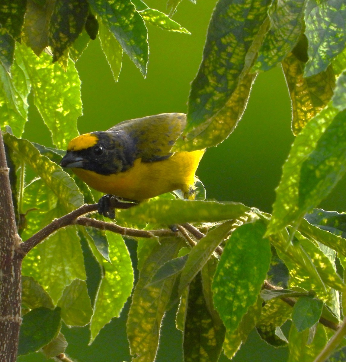 Thick-billed Euphonia - ML643775949