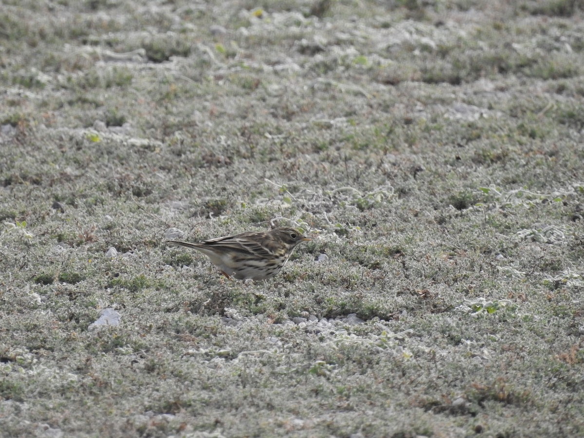 Meadow Pipit - ML643775951