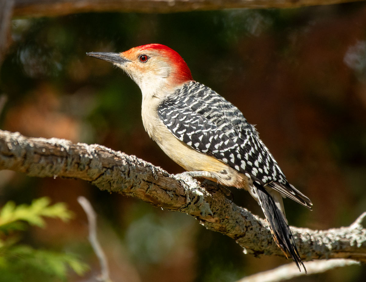 Red-bellied Woodpecker - ML643775956