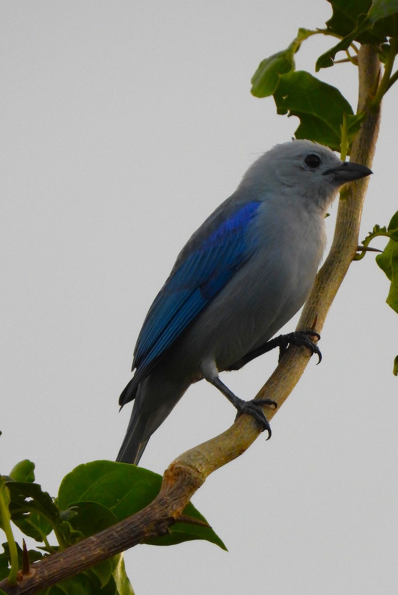 Blue-gray Tanager - ML643775960