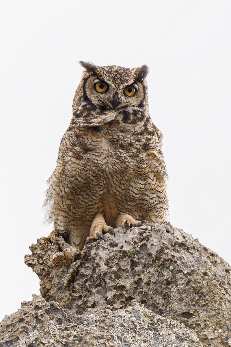 Lesser Horned Owl - ML643775967
