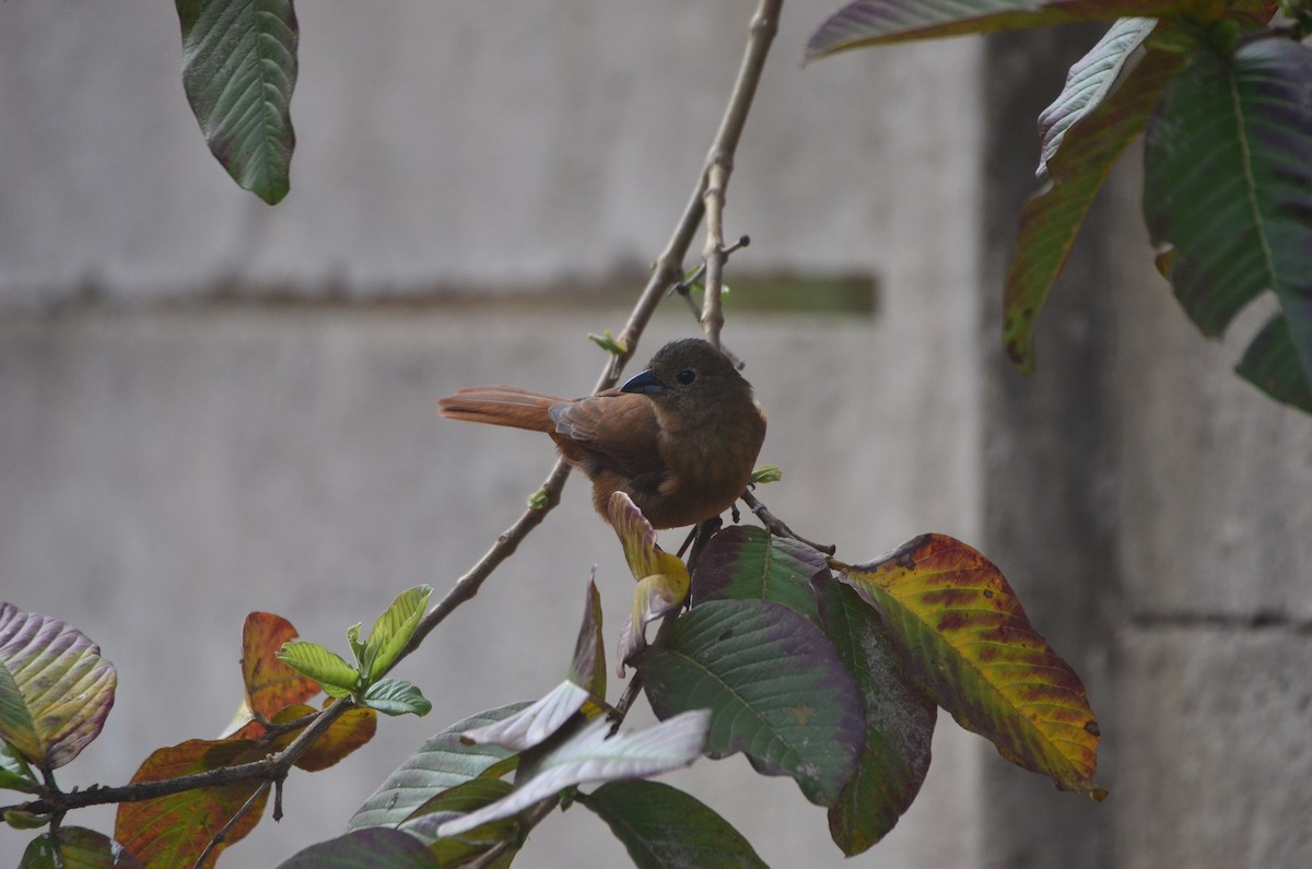 Ruby-crowned Tanager - ML643775974