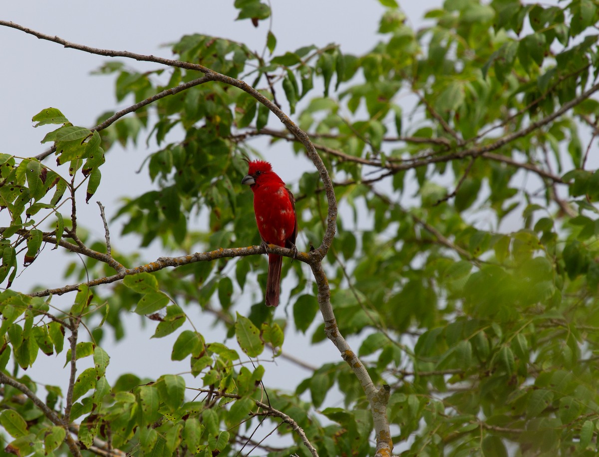 Vermilion Cardinal - ML643775975