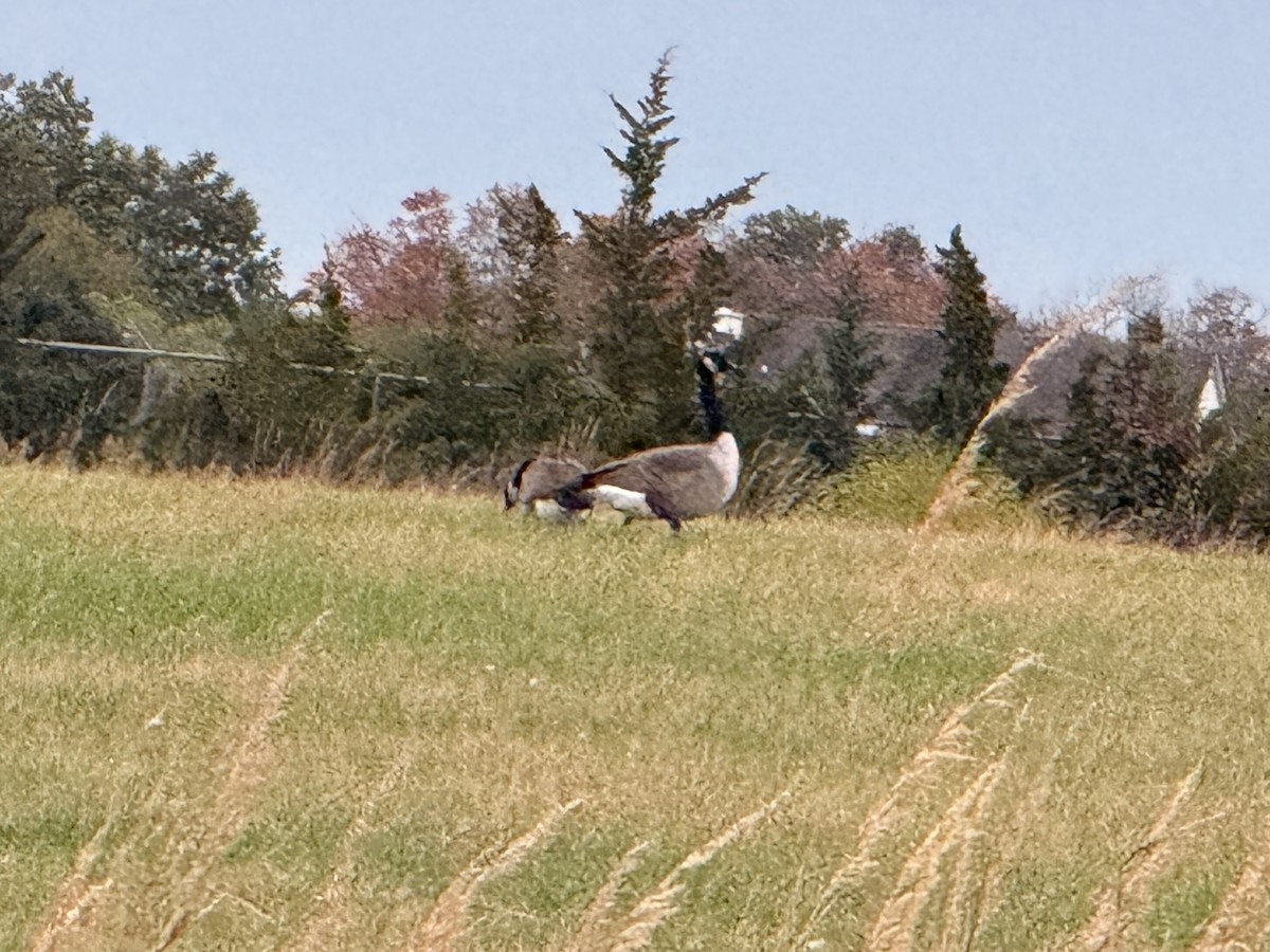 Canada Goose - ML643775976