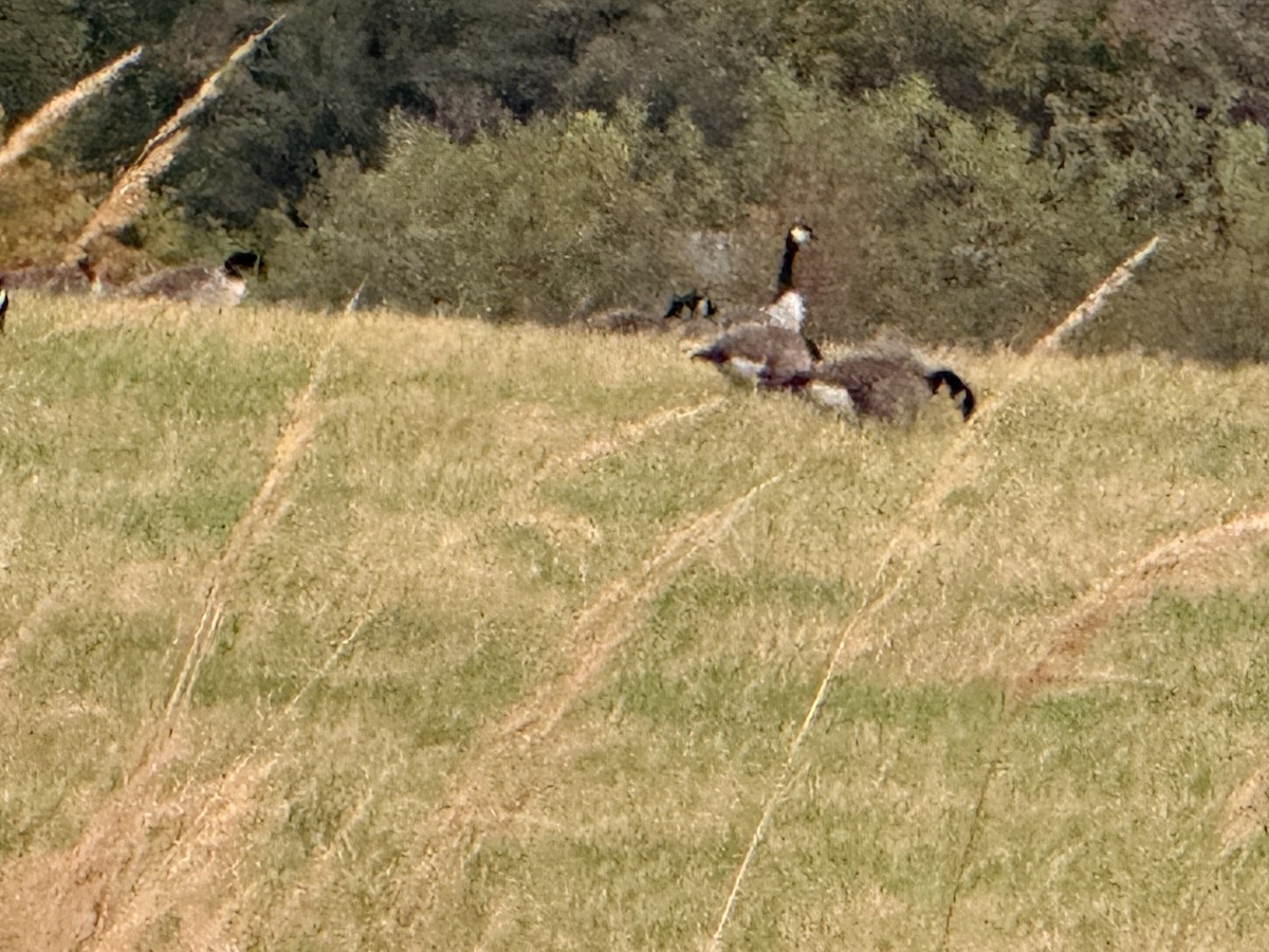 Canada Goose - ML643775977